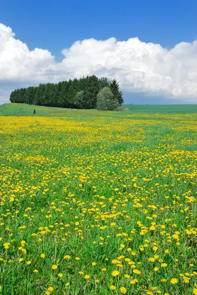 Blooming Spring Meadow — Stock Photo, Image