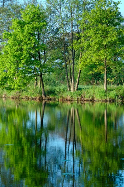 Riflessione degli alberi nell'acqua — Foto Stock