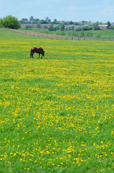 O cavalo em pasto de primavera florescente — Fotografia de Stock