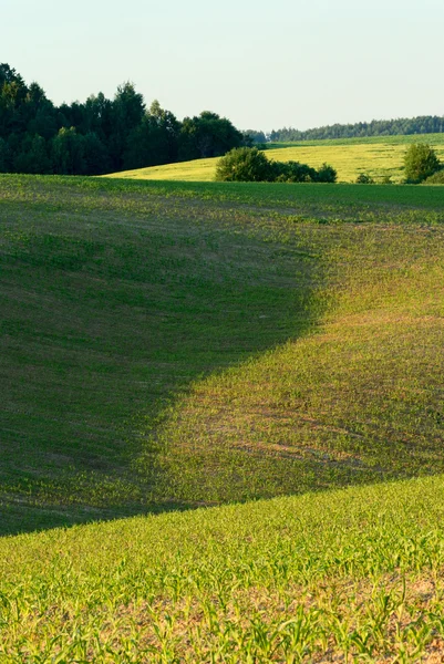 Field in early summer — Stock Photo, Image