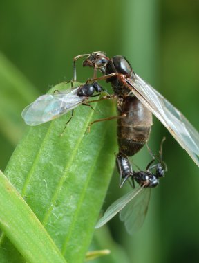 The pairing of a black garden ant clipart