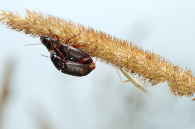 iki zemin beetles ve böcek.