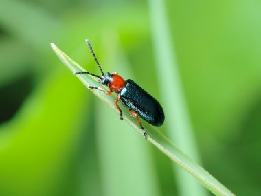 Cereal leaf beetle (Oulema melanopus) clipart