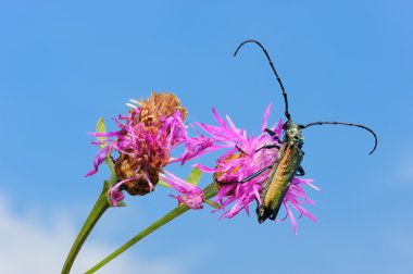 Longhorn böceği bir çiçek üzerinde.