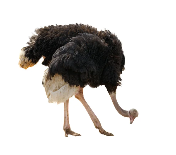 Struisvogel, geïsoleerd — Stockfoto