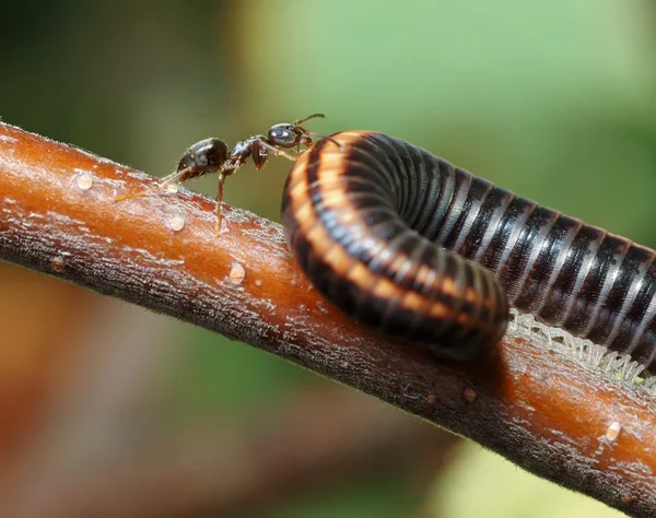 Myran och millipede — Stockfoto