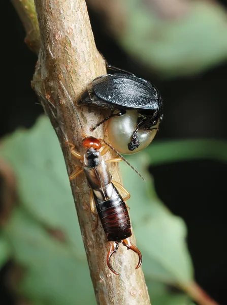 Carrion beetle and earwig — Stock Photo, Image