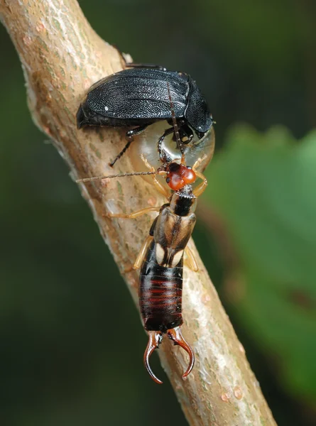 Leş böceği ve kulağakaçan — Stok fotoğraf