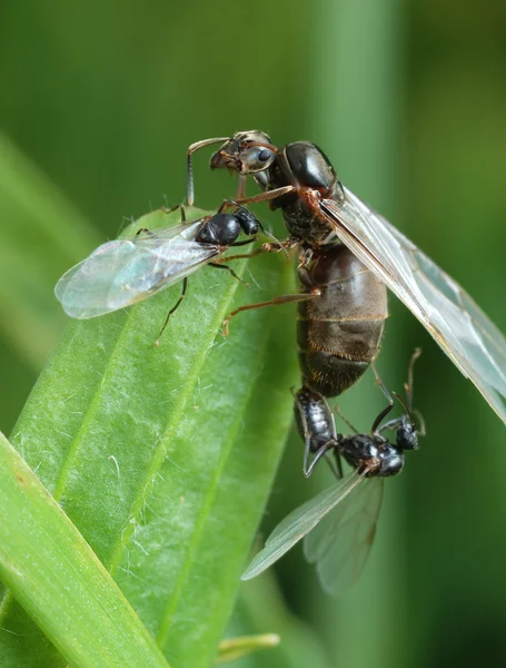 庭の真っ黒の蟻のペアリング — ストック写真