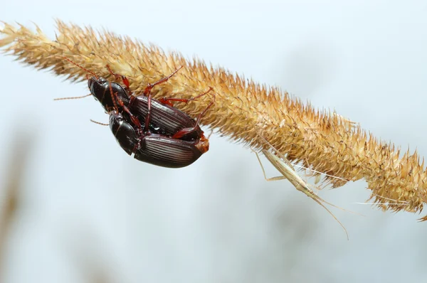 Two ground beetles and the bug. — Stock Photo, Image