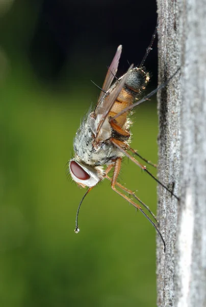 Kalın kafalı sinek (Zodion) — Stok fotoğraf