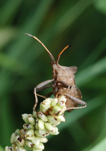 Dock bug (Coreus marginatus) em uma flor — Fotografia de Stock