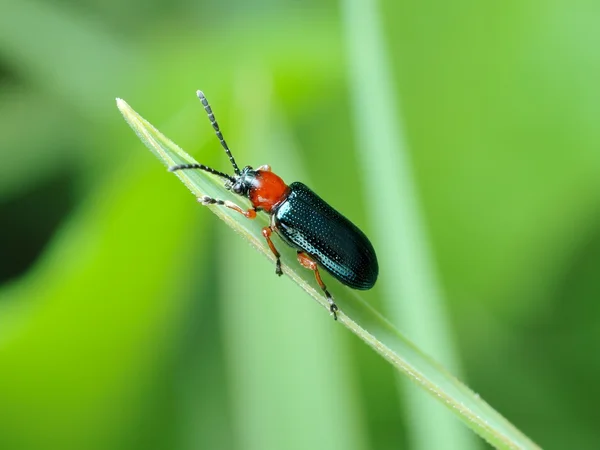 Cereal leaf beetle (Oulema melanopus) — Stock Photo, Image