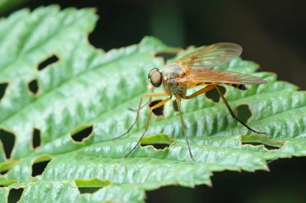Yırtıcı "Snipe"-fly (Rhagio scolopaceus) — Stok fotoğraf