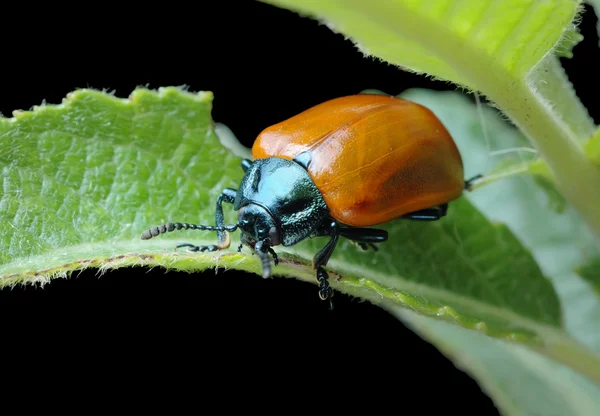 Листковий жук (Chrysomela populi ) — стокове фото