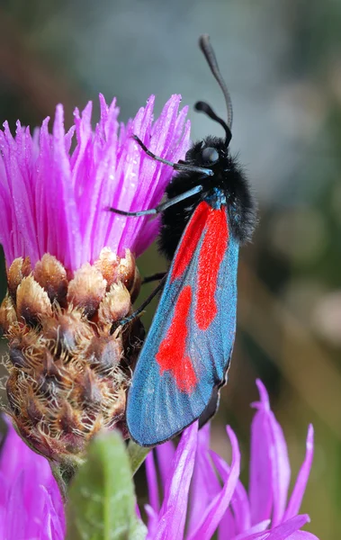 Метелик Zygaena filipendulae — стокове фото