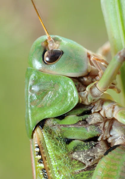 Kobylka kobylka cantans — Stock fotografie