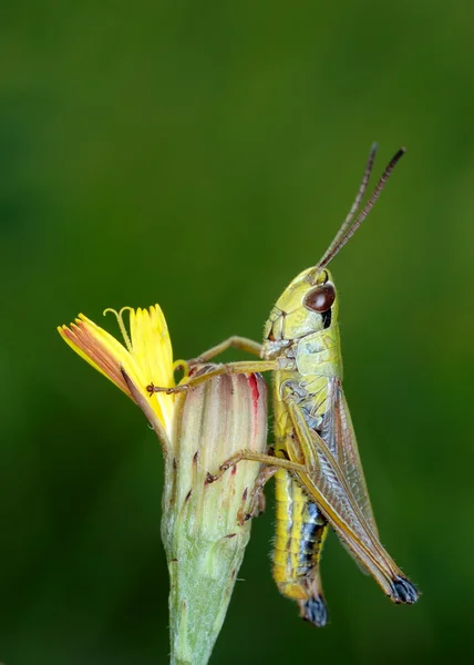 Kobylka na květ — Stock fotografie