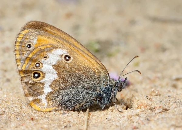 Mariposa pradera marrón en la arena —  Fotos de Stock