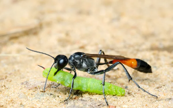 Wasp Ammophila sabulosa with prey — Stock Photo, Image