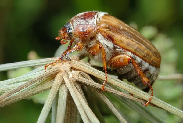 Beetle de junho (Amphimallon solstitiale ) — Fotografia de Stock
