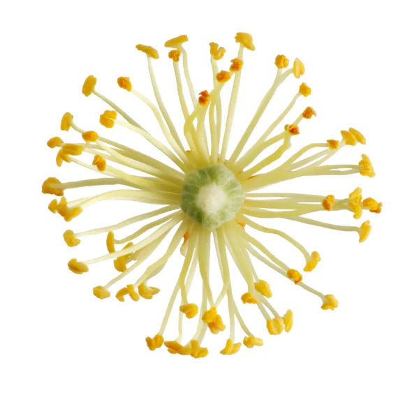Linden blomma — Stockfoto
