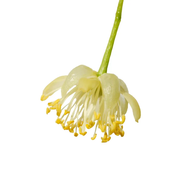 Linden bloem — Stockfoto