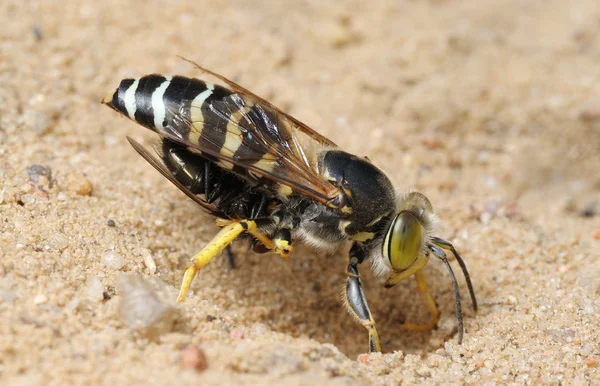 Wasp Bembex rostratus met prooi — Stockfoto