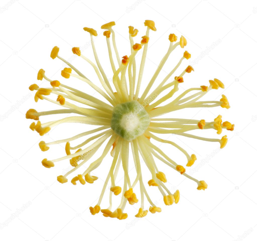 lindenflower图片