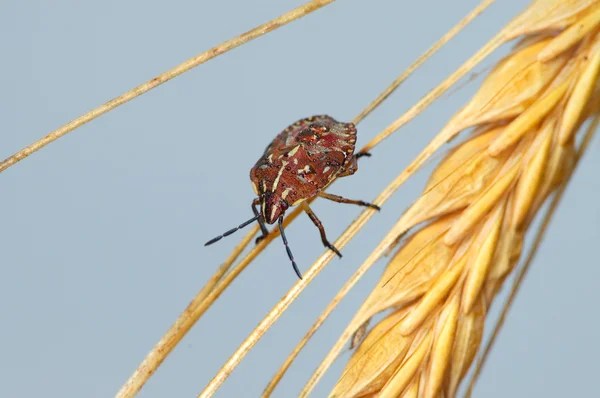 Böcek kulak — Stok fotoğraf