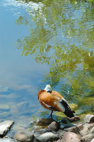 Um pato colorido na lagoa — Fotografia de Stock