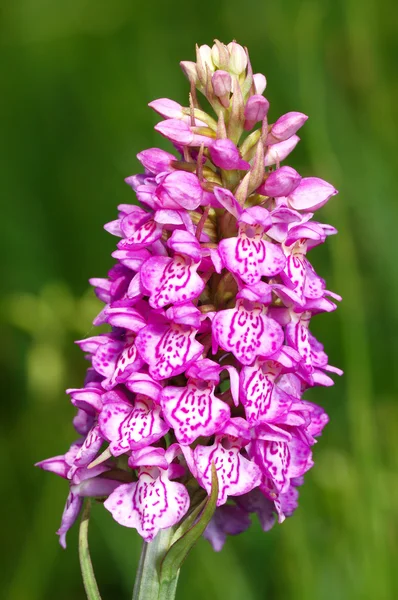 Orquídea manchada (Orchis maculata ) — Fotografia de Stock