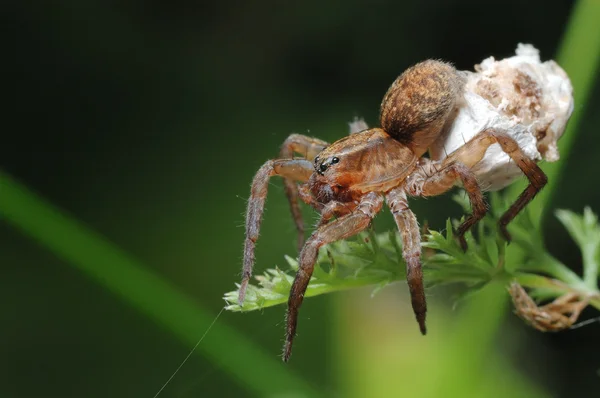Spider with a cocoon. — Stock Photo, Image