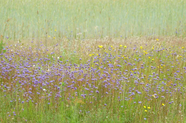 Flowers on the edge of the field — Stock Photo, Image