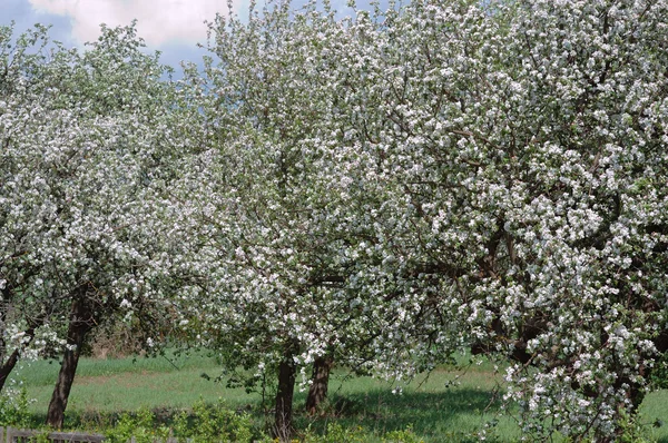 Varios manzanos florecientes — Foto de Stock
