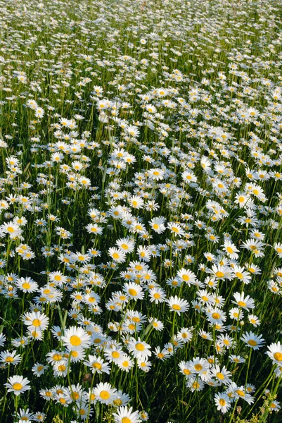 stock image Blooming meadow.