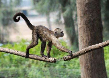Monkey clipart