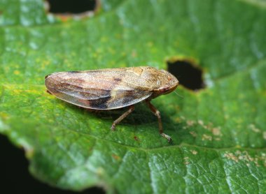 Cicada on a leaf. clipart