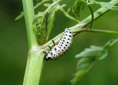 kavak yaprak böceği larvası