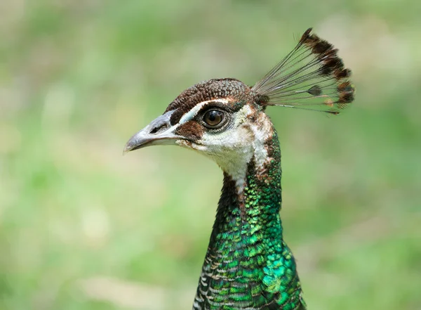 Het hoofd van de peacock. — Stockfoto