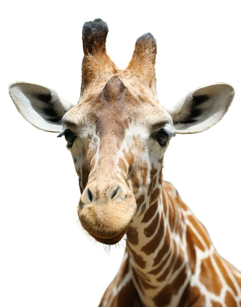 Giraffa, isolata — Foto Stock