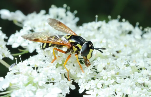 Ριγέ μύγα (syrfidae) σε ένα λουλούδι. — Φωτογραφία Αρχείου
