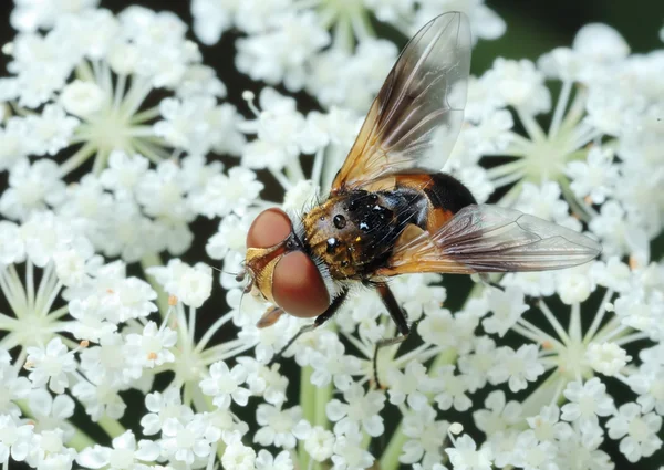 Tachina op een bloem vliegen — Stockfoto