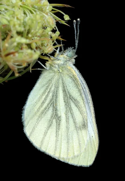 蝶の大きな白い — ストック写真