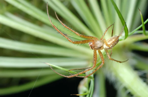 Mężczyzna pająk — Zdjęcie stockowe