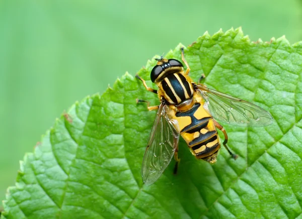 Gestreepte vlieg (syrfidae) op een blad. — Stockfoto