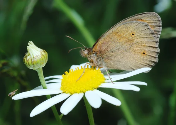 Butterfly Meadow Brown and the fly — Stock Photo, Image