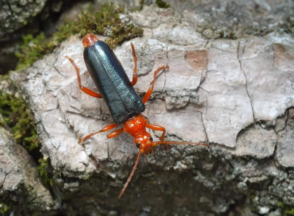 Escarabajo longicornio en la corteza de un árbol —  Fotos de Stock
