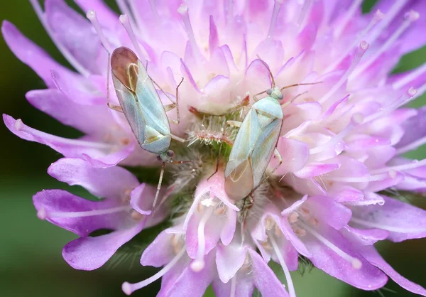 Zwei weiße Käfer auf einer Blume. — Stockfoto