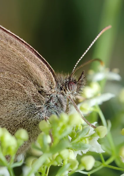 Браун Луговий метелик на квіткові — стокове фото